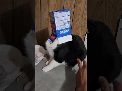 Moonie The Cat Gets Poptart Box Stuck On Head While Trying To See Inside It 😹 #Shorts