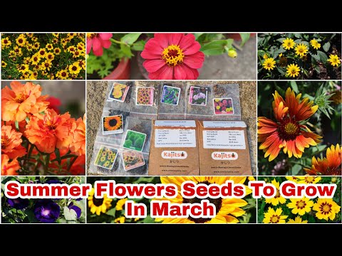 Summer Flowers Seeds To Grow In March//मार्च के महीने मे लगाएं इन खूबसूरत गर्मी के फूल