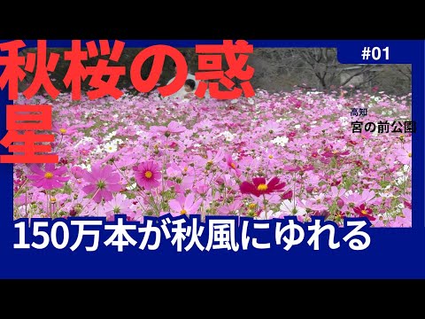 150万本のコスモスが秋風にそよぐ！淡いピンクの花の湖(高知)