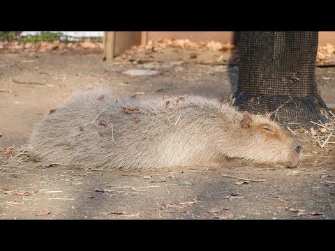 カピバラの露天風呂よりお昼寝(埼玉県こども動物自然公園)