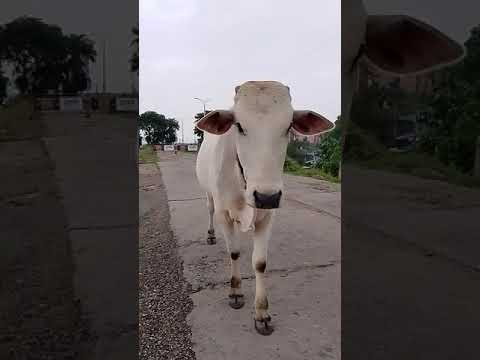 భద్రాచలం గోదావరి నది తీరాన గోమాతతో🐄 #shorts #bcm #gomata