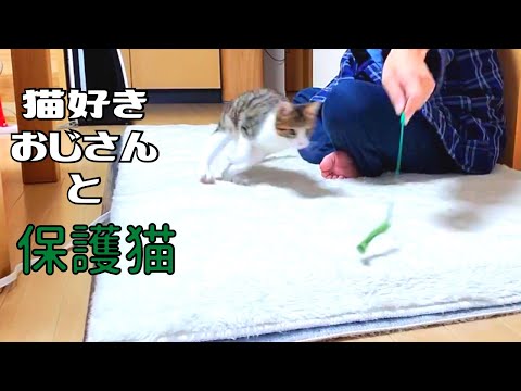 【保護猫】猫好きおじさんと全力で遊ぶ子猫が可愛い