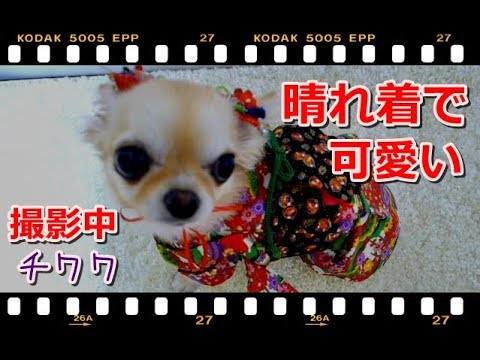 晴れ着で👘可愛い撮影中の📷チワワ🎍~Chihuahua wearing a Japanese New Year's kimono