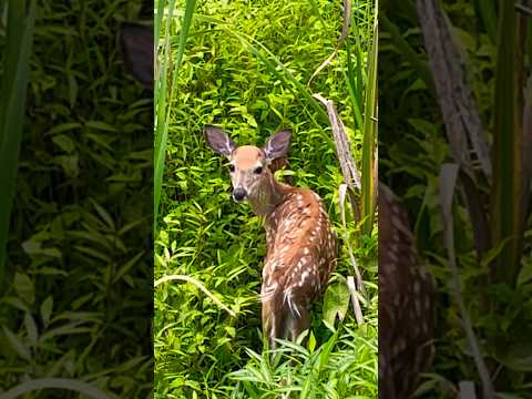 A Dorable Fawn | Horizons_視野 | deer | white-tailed deer | wildlife | animals