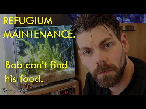 refugium maintenance