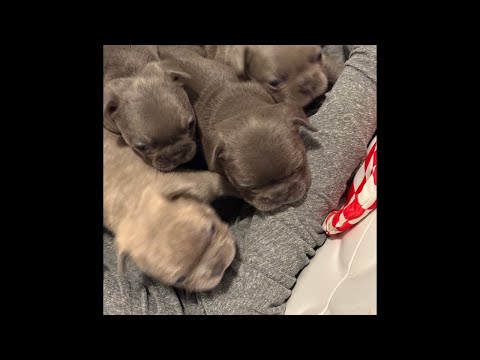 24 Day Old Frenchie Rescue Puppies! Growing and Growling! #frenchbulldog #live #puppy