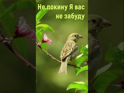 Не покину Я вас не забуду - Християнські пісні #христианськіпісні #піснідлядуші #непокинуявас