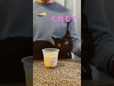 プリンが食べたくてずっと目で追っている黒猫　　※香りのみおすそわけ