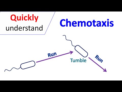 Chemotaxis