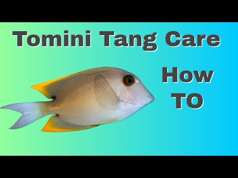 How To Care For Tomini Tangs (Surgeon Fish)