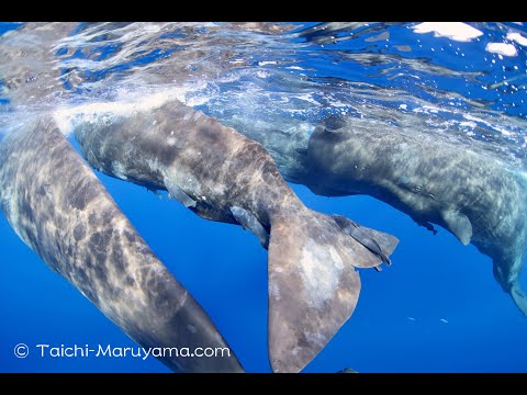 🐳体を寄せ合いながら移動するマッコウクジラの家族