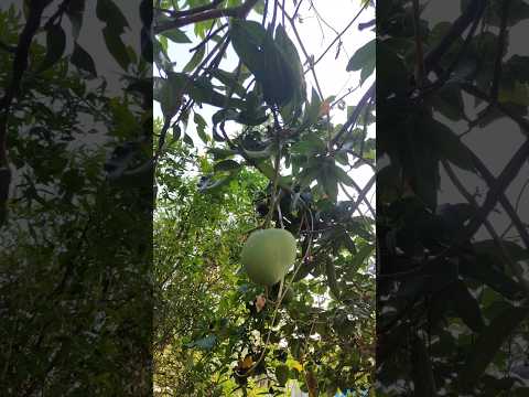 మా తోట part -1 #ytshorts #shorts #farm #farmer #garden #mango #lemon #guava #fruit