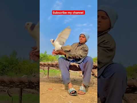 How too virel short video #pigeon #beautiful #whitepigeon#pigeonbreeds#kabootar #religion#subscribe