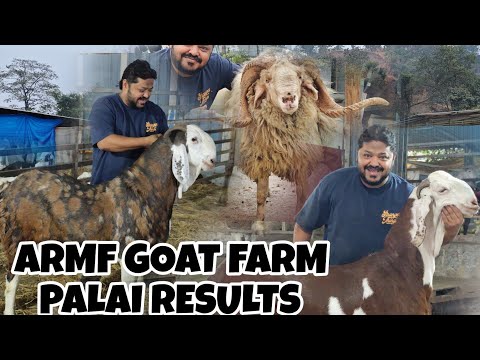 ARMF GOAT FARM 🐐 PALAI RESULTS BY REHMAN MISTRI BHAI SELF FEED 145 KG GUJRI BAKRA MAKKICHEENA