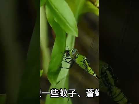 狩獵成功率最高的生物