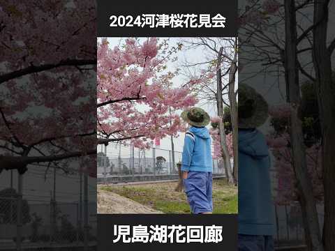 児島湖花回廊、2024年河津桜花見会