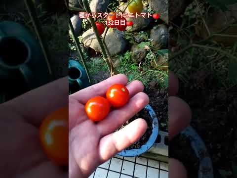 種からスタート!ミニトマト🍅132日目🍅 #shortsfeed #家庭菜園 #ミニトマト栽培