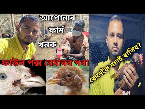 লোকেল কুকুৰাক Fowl Pox  বেমাৰৰ পৰা কেনেকৈ বচাব?Fowl Pox treatment/Fowl Pox vaccine