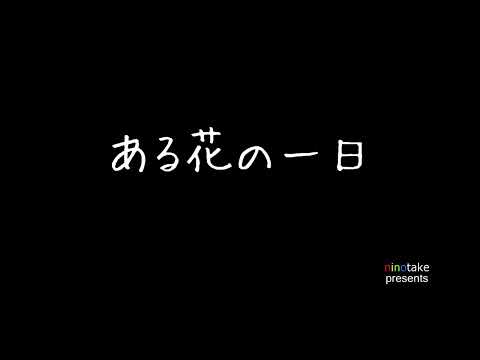 ある花の一日