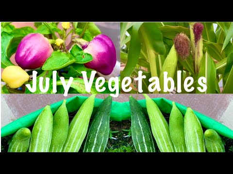 Best Vegetable Seeds To Grow In Month Of July // July Vegetables