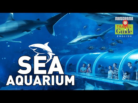 A Walk Through the Second Largest Aquarium in the World | Singapore | M M Travel Guide