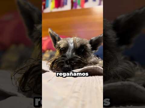 Nos hagas esto a tu perro, puedes romperle el corazón #shorts #perrhijos