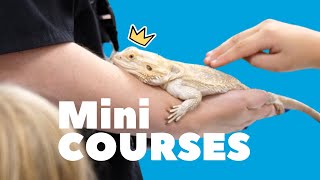 Mini Courses