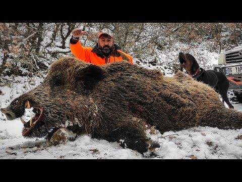 MONSTER WILD BOAR HUNTS IN WINTER - KARDA AZILI DOMUZ AVLARI - CHASSE AU SANGLIER