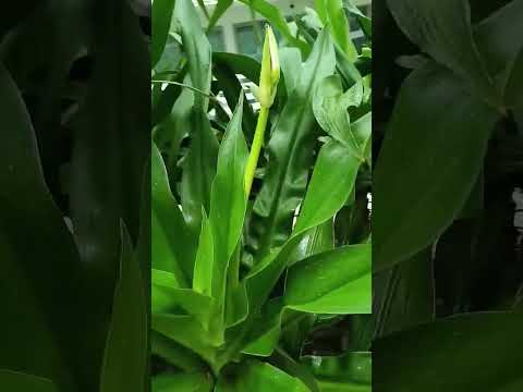 Vlog #1023 Healthy Plants At Azure Beach Club Paris Hilton Also Known As "Urban Resort Residences"