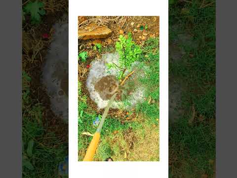 watering plants in morning 😍☘️ | #shorts #watering #youtubeshorts