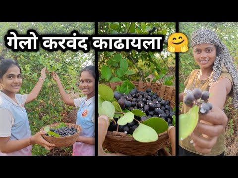 करवंद काढायला गेलेलो| vlog#kokan#kokanvlog #कोकण#कोकणी#कोकणी_छंद#कोकणसंस्कृती#food#kokanchi