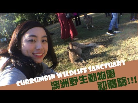 澳洲昆士蘭野生動物園 初體驗!! Queensland Currumbin Wildlife Sanctuary