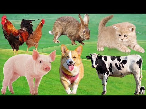 Farm animal life Cow, Dog, Rabbit, Duck, Sheep, Horse – Animal Moments