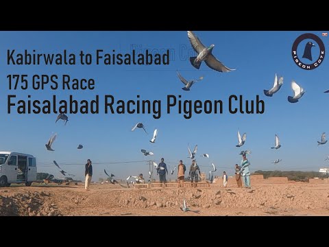 Faisalabad Racing Pigeon Club | 2nd Race 176GPS | Kabirwala to Faisalabad | FRPC