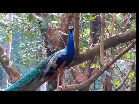 Peacock Call ~ PEACOCK Sounds 💤 Peacock Sound 🦚 मोर की आवाज़ #peacock #peacockcall  #birdsounds