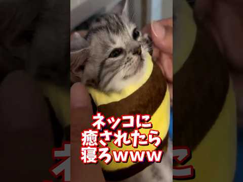 ネッコの動画で癒されたら寝ろｗｗｗ　#2ch #2chまとめ #2ch面白いスレ #動物 #犬 #猫 #癒やし #ねこ動画