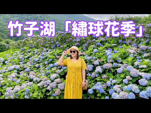 【台北景點】2022 陽明山。竹子湖「繡球花季」 Yangmingshan Jhuzihu 4K