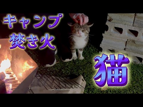 焚き火猫　秋の北海道キャンプ場で焚き火中に猫がやってきました