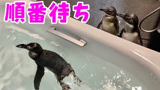 順番待ちするペンギン達が可愛すぎた