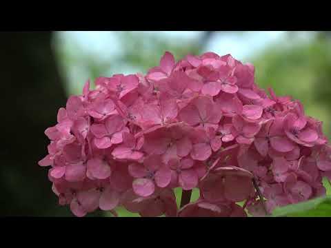 ワイエムエス　フレンドリー　宮地嶽神社の風鈴（福津市）　2024/07/17