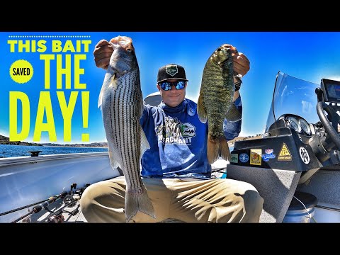 Tough Fishing but this Bait Saved the Day!-Castaic Lake