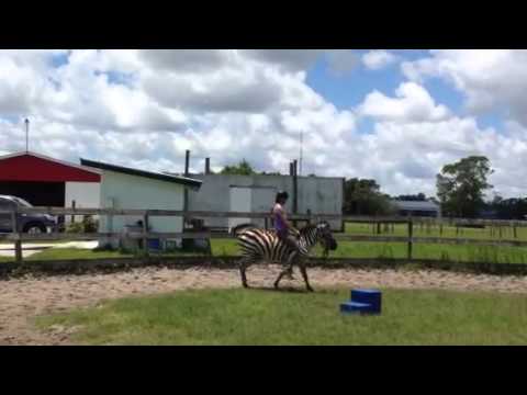 Zander the Zebra Goes for a Bareback Ride in the Roundpen