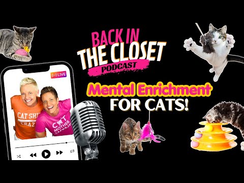 How To Enrich Your Cat At Home | Back In The Closet with Two Crazy Cat Ladies