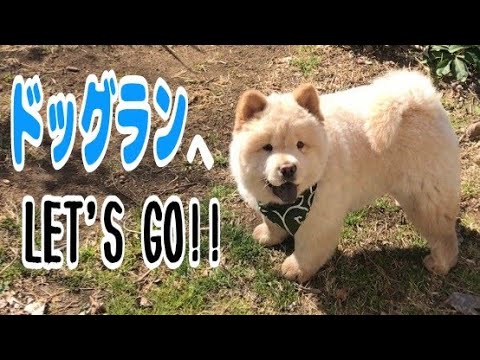 はじめてのドッグラン🐶チャウチャウの子犬は社交的？？