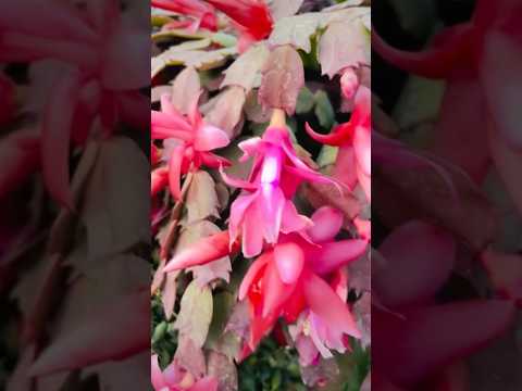 Christmas cactus#flowers #youtubeshorts #shortsvideo