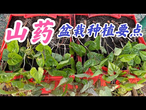 盆栽山药种植要点：种植盆的选择，种植密度， 如何拉秧搭架子。#山药家庭有机种植系列