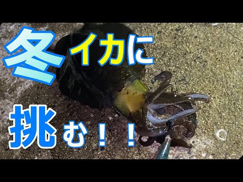 冬エギングチャレンジ！その後は穴釣りでカサゴ無双！【24釣目】