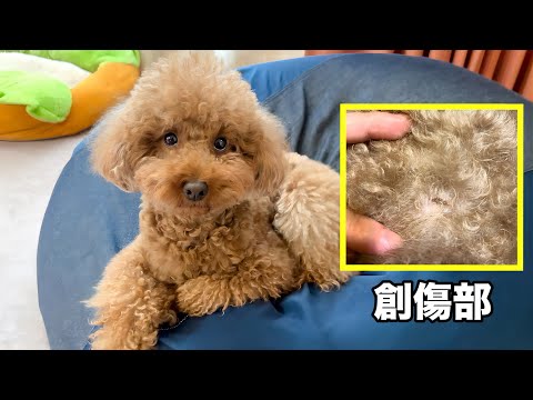 元気だけど大型犬に噛まれたところ怪我してた。。