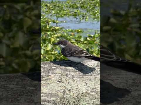 Eastern Kingbird in the wetlands of Point Pelee National Park, the southernmost point of Canada!