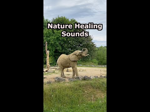 Majestic Elephants: Tribal Music & Spiritual Relaxation with Nature Sounds #sonocalm